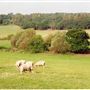 Woodlands Farm