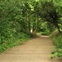 One Tree Hill, Honor Oak Park