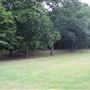 Cherry Tree Wood