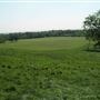 Oxleas Woods, Jack Wood and Castlewood