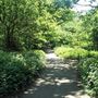Oxleas Woods, Jack Wood and Castlewood