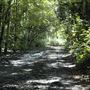 Parkland Walk