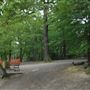 Highgate Wood