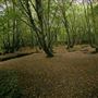 Mad Bess Wood