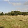 Bushy Park