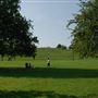 Primrose Hill