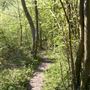 Blackbush & Twenty Acre Shaw Woods