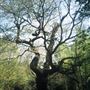 Hainault Forest