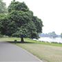 Buccleuch Gardens