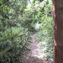 Dulwich Upper Wood