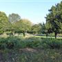 Kilburn Grange Park