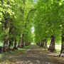 Beddington Park & The Grange