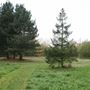 Hadley Green