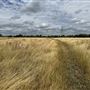 Leyton Marsh