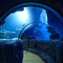 SEA LIFE London Aquarium