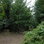 Abney Park Cemetery