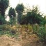 Ennerdale Road, Kew