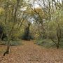 Wimbledon Common