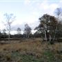 Wimbledon Common