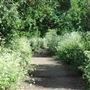 Parkland Walk