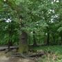 Highgate Wood