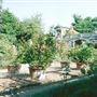 Hampstead Heath - the Hill Garden and Pergola