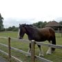 Newham City Farm
