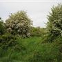Pot Kiln Wood