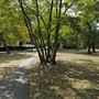 Barnes Green
