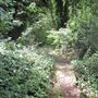 Dulwich Upper Wood