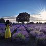 Mayfield Lavender Farm