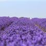 Mayfield Lavender Farm