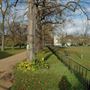 Kew Green