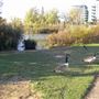 Sutcliffe Park