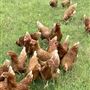 Waddle Farm