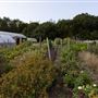 Soul Farm