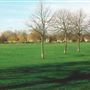 Ham Common