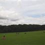 Highgate Wood