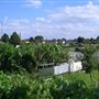 White Hart Lane Allotments