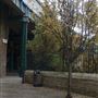 Green Dragon Court
