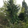Hampstead Heath - the Hill Garden and Pergola