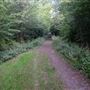 Mad Bess Wood