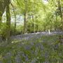 Blackbush & Twenty Acre Shaw Woods