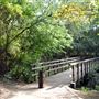 Russia Dock Woodland