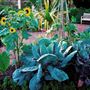 Chelsea Physic Garden