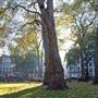 Berkeley Square