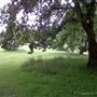 Shrewsbury Park