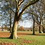 Hendon Park