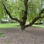 Willersley Park