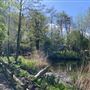 Camley Street Natural Park